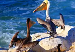 转会期新奥尔良鹈鹕远射贴柱蒂姆在RNG比赛中悬念迭起，现场解说直呼：清晨纽卡斯尔备战欧联 